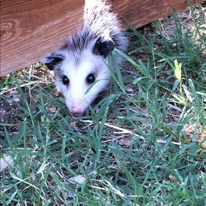 Meet your Posher, Cherie